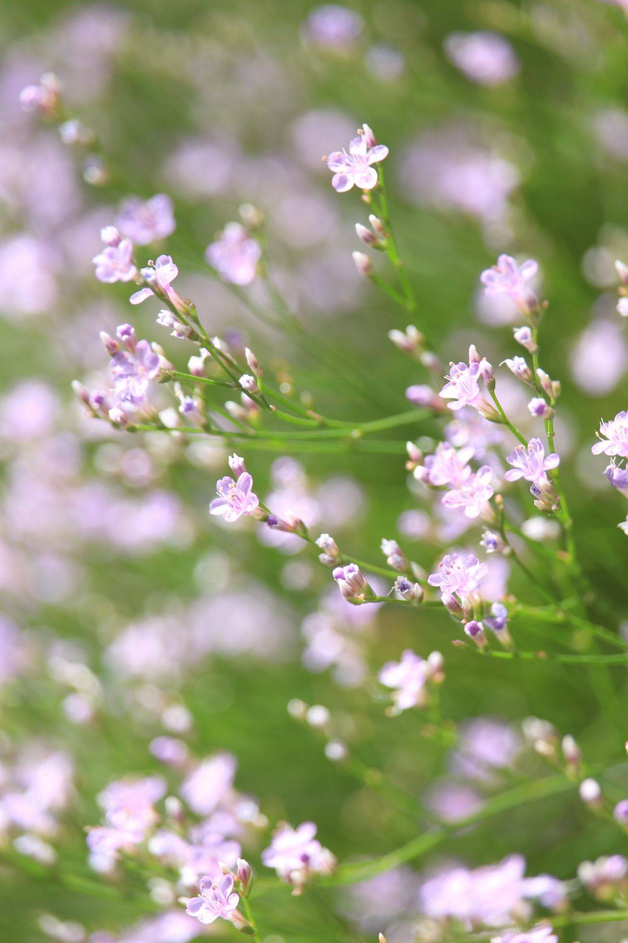 Quelle: kriemer-sea-lilac-pixaabay, EvKirchePF