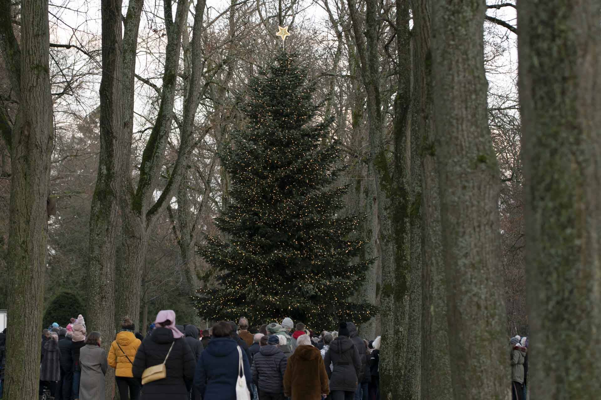 Quelle: ©EvKirchePF Menschen vorm Weihnachtsbaum am Ende einer Allee