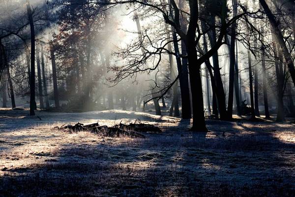 Quelle: pixabay.com / domeckopol, https://pixabay.com/de/photos/b%C3%A4ume-sonnenstrahlen-wald-w%C3%A4lder-657902/ Waldlichtung mit Sonnenstrahlen