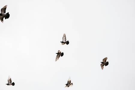 Quelle: unsplash.com / Jonathan Borba, https://unsplash.com/de/fotos/ein-vogelschwarm-der-durch-einen-bewolkten-himmel-fliegt-O-3zfZqWvoE Tauben fliegen in bewölktem Himmel